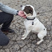 Petey american sale bulldog