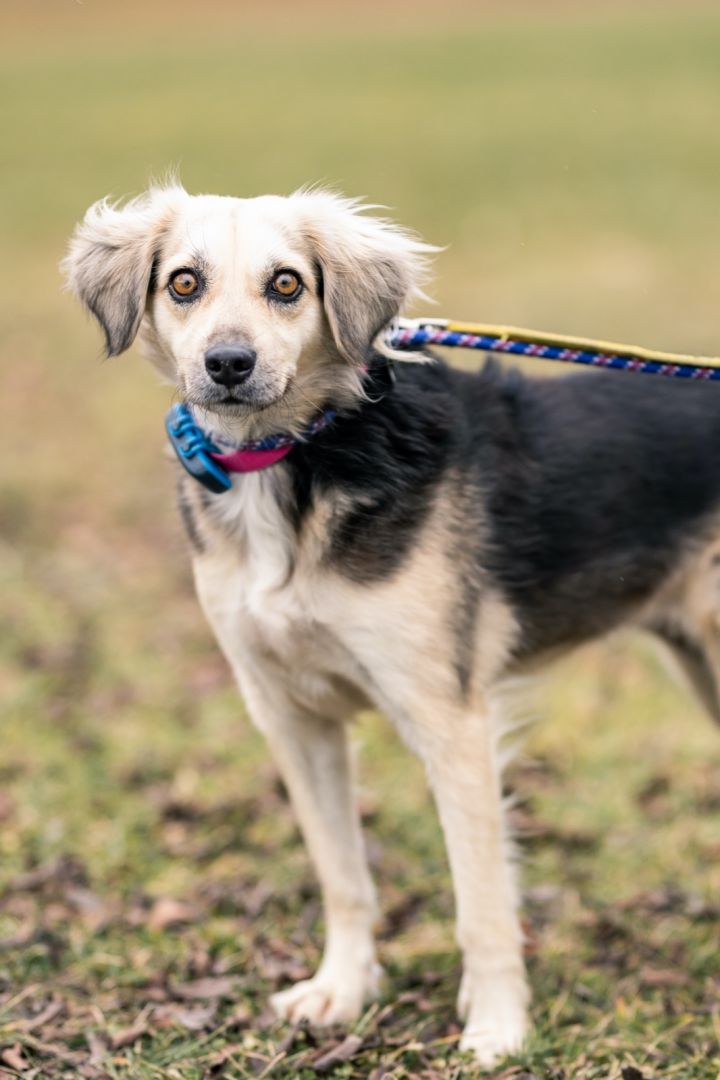 Australian shepherd best sale beagle mix rescue