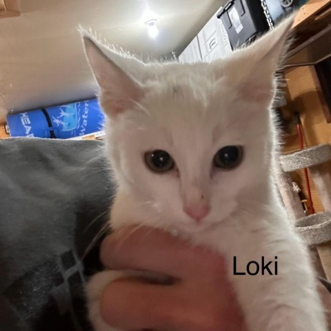 Loki 5