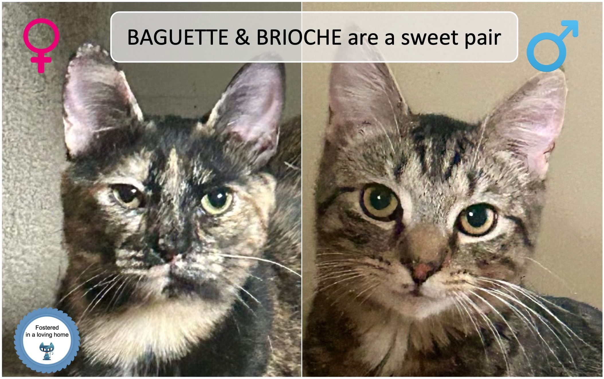 Baguette & Brioche