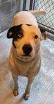 Studley, an adoptable Terrier, Cattle Dog in New Ulm, MN, 56073 | Photo Image 1