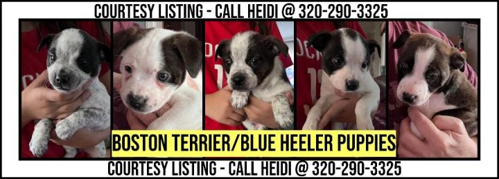 Heeler boston 2024 terrier mix