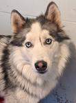 Anchorage, an adoptable Husky in New Ulm, MN, 56073 | Photo Image 1