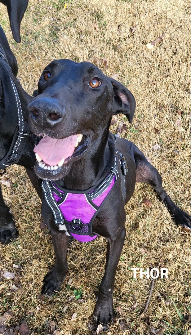 Dog for adoption - Thor, a Great Dane in Salisbury, NC | Petfinder