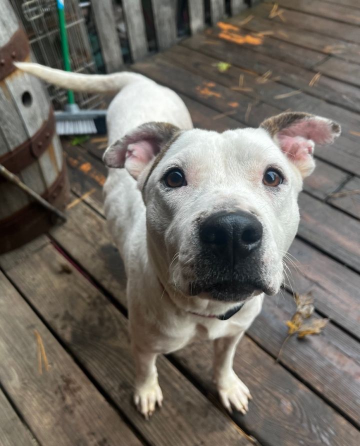 Dog for adoption - Cindy, a Pit Bull Terrier & Terrier Mix in Lansing ...