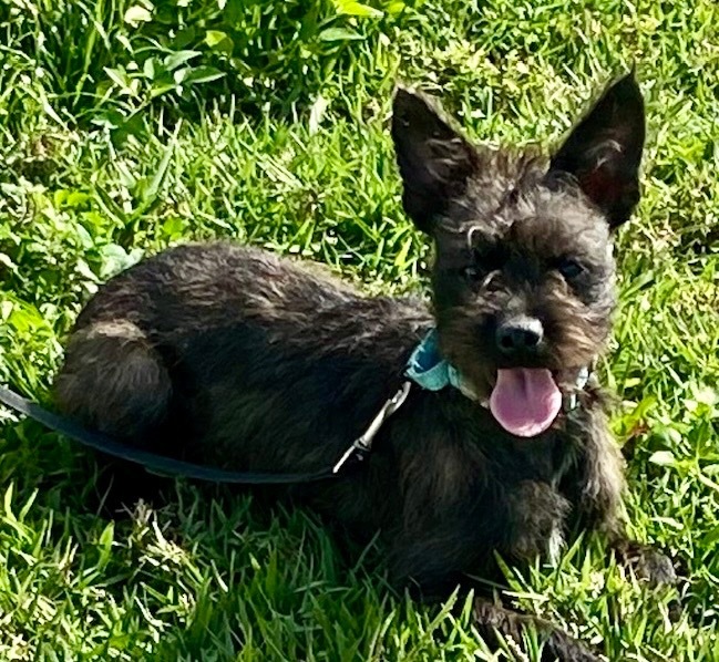 Olaf (Schnauzer pup), an adoptable Schnauzer in Fort Myers, FL, 33912 | Photo Image 1
