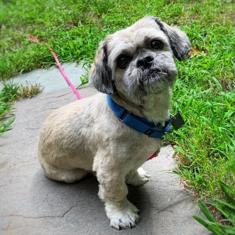 Robbie, an adoptable Pekingese, Poodle in Rensselaer, NY, 12144 | Photo Image 2