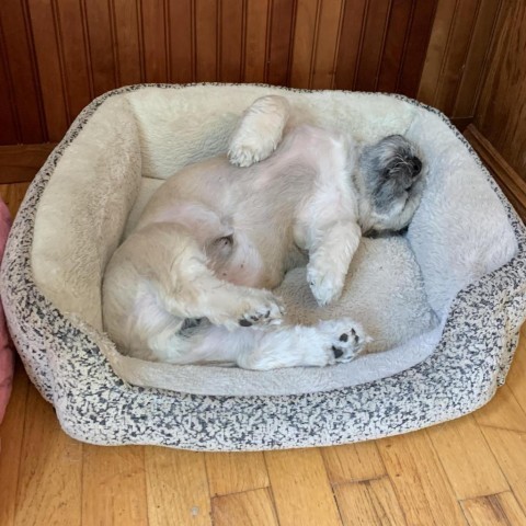 Robbie, an adoptable Pekingese, Poodle in Rensselaer, NY, 12144 | Photo Image 3