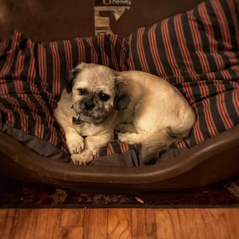 Robbie, an adoptable Pekingese, Poodle in Rensselaer, NY, 12144 | Photo Image 4