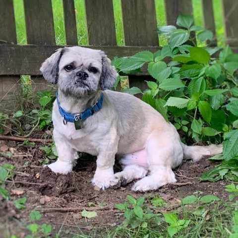 Robbie, an adoptable Pekingese, Poodle in Rensselaer, NY, 12144 | Photo Image 5