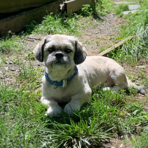 Robbie, an adoptable Pekingese, Poodle in Rensselaer, NY, 12144 | Photo Image 6