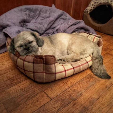 Robbie, an adoptable Pekingese, Poodle in Rensselaer, NY, 12144 | Photo Image 7