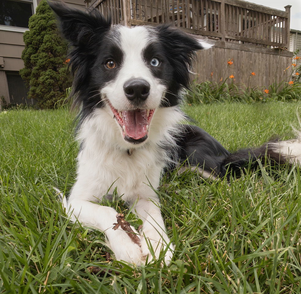 Petfinder collie hot sale