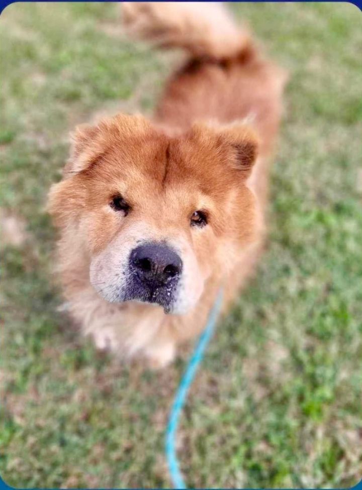 Petfinder hotsell chow chow