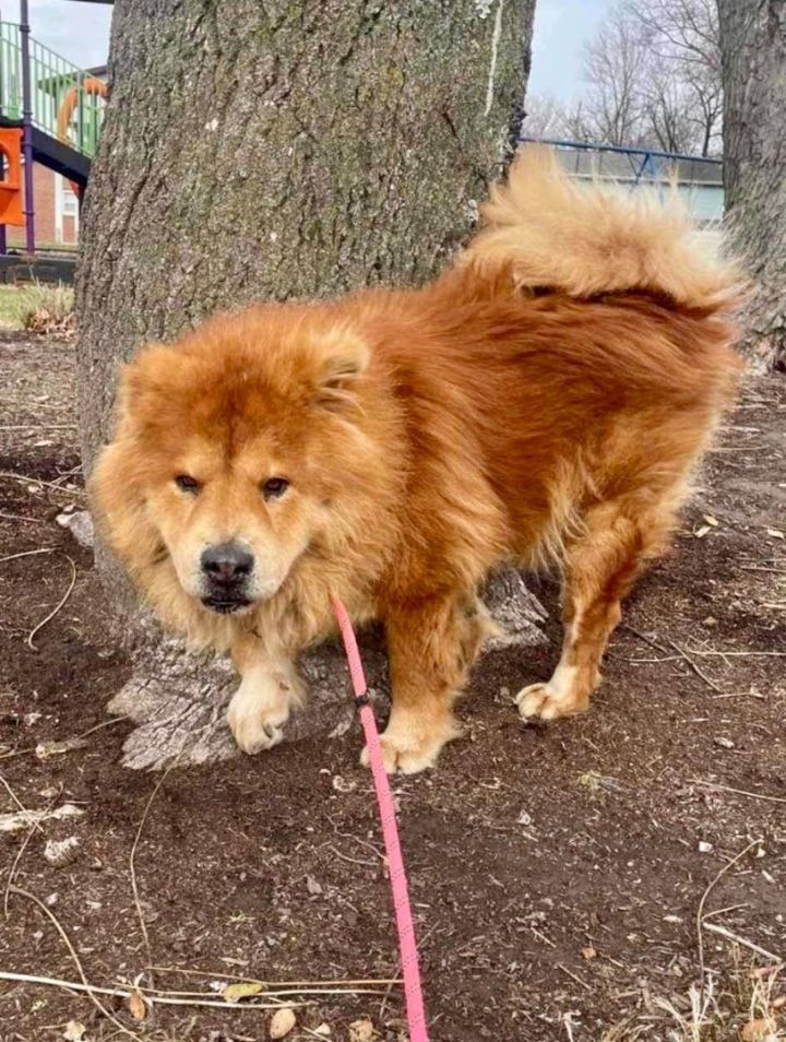 Petfinder store chow chow