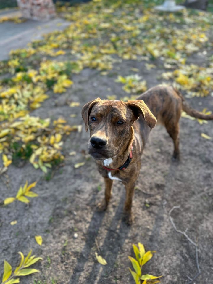 Mountain cur best sale great dane mix