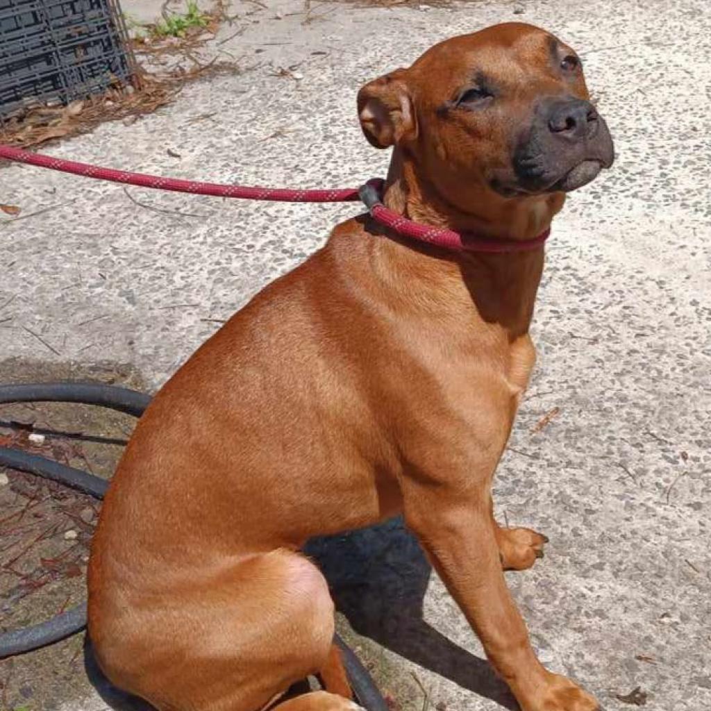 Sugar, an adoptable Mixed Breed in Hinesville, GA, 31313 | Photo Image 6