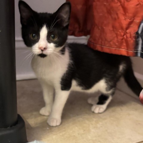 Dancer, an adoptable Domestic Short Hair in Hinesville, GA, 31313 | Photo Image 1