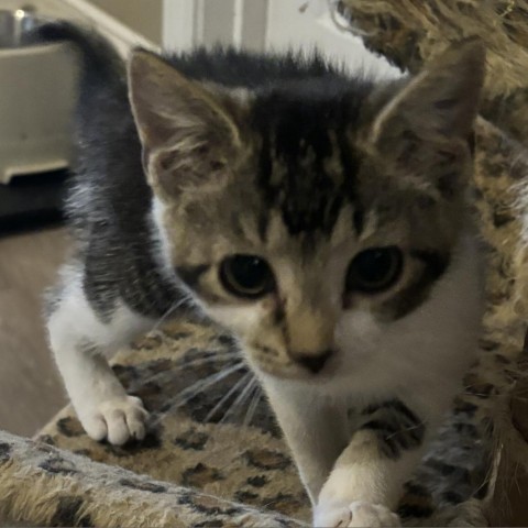 Cupid, an adoptable Domestic Short Hair in Hinesville, GA, 31313 | Photo Image 1