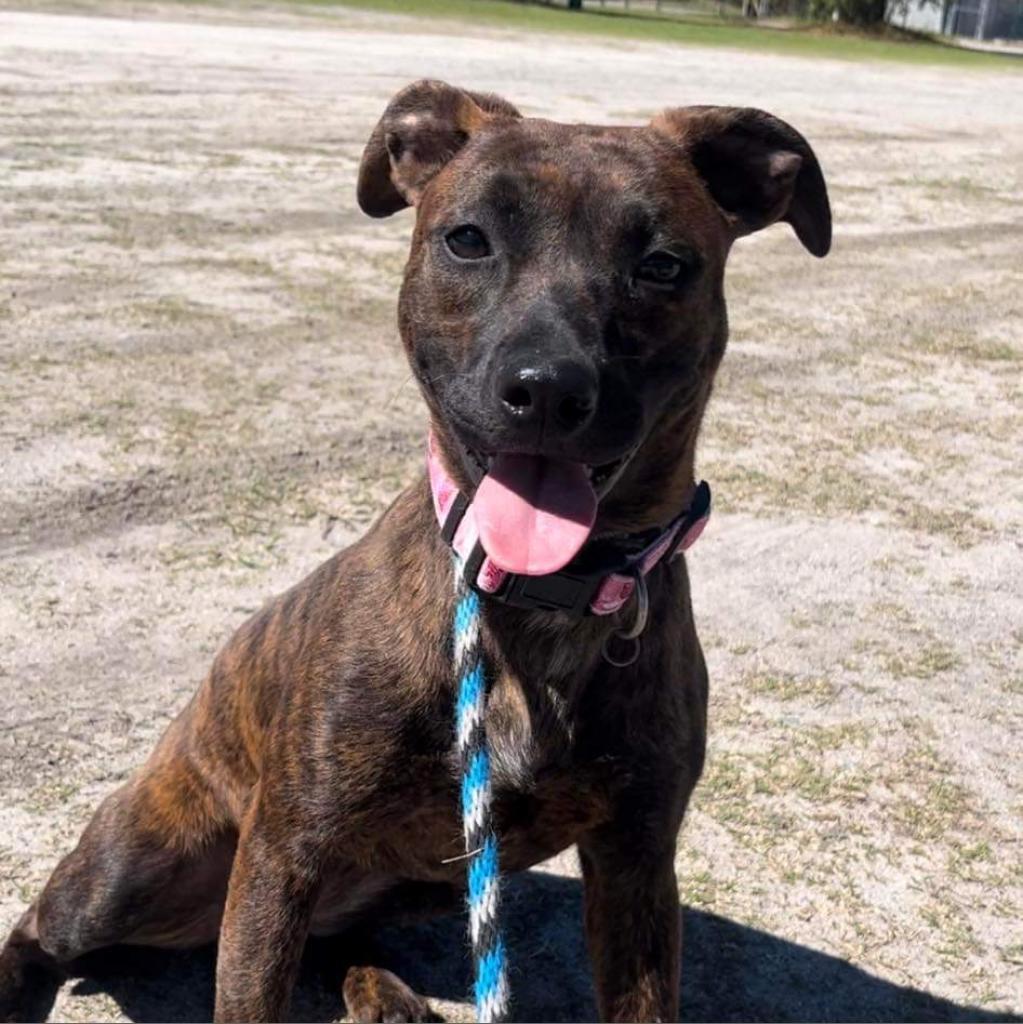 Plum, an adoptable Mixed Breed in Hinesville, GA, 31313 | Photo Image 3