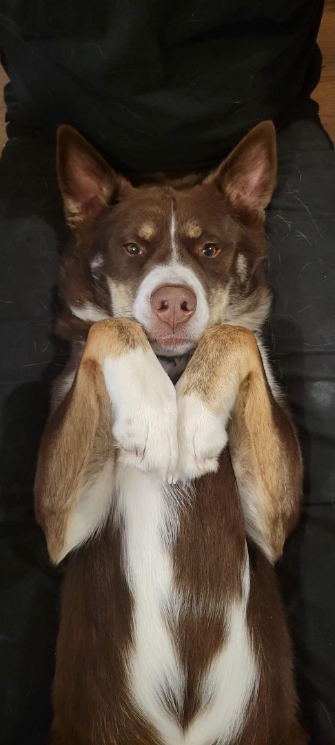Max, an adoptable Siberian Husky in Skandia, MI, 49885 | Photo Image 1