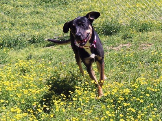 Craig T, an adoptable German Shepherd Dog in St. Cloud, MN, 56301 | Photo Image 5