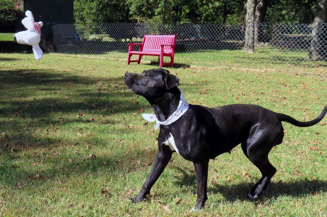Lou Who, an adoptable Black Labrador Retriever, Boxer in St. Cloud, MN, 56301 | Photo Image 2