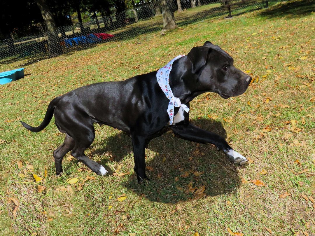 Lou Who, an adoptable Black Labrador Retriever, Boxer in St. Cloud, MN, 56301 | Photo Image 4