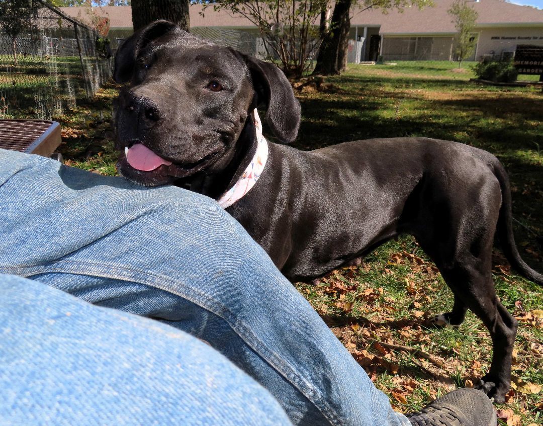 Lou Who, an adoptable Black Labrador Retriever, Boxer in St. Cloud, MN, 56301 | Photo Image 6