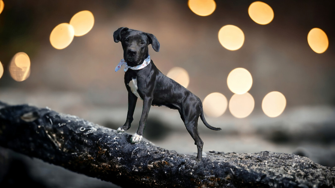 Lou Who, an adoptable Black Labrador Retriever, Boxer in St. Cloud, MN, 56301 | Photo Image 1