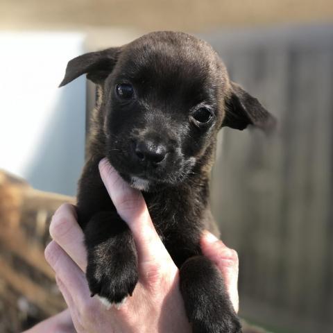 Dog for adoption - Laken aka Baylee, a Shepherd in Norfolk, VA | Petfinder