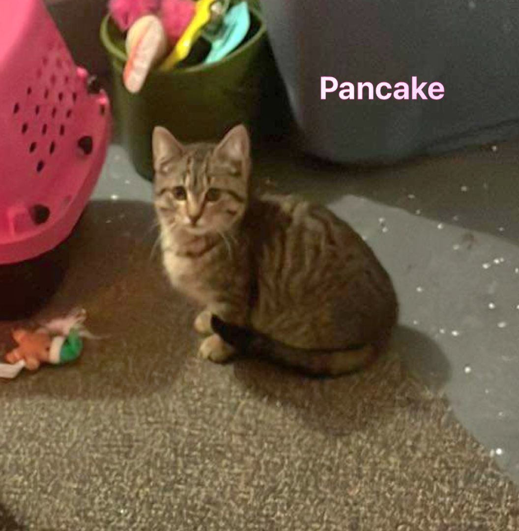 Biscuit Pancake