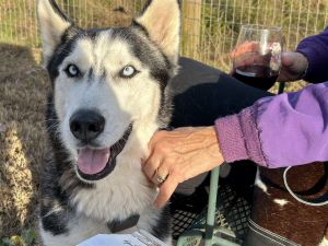 Barry $100 adoption fee ALL DOGS Siberian Husky Dog