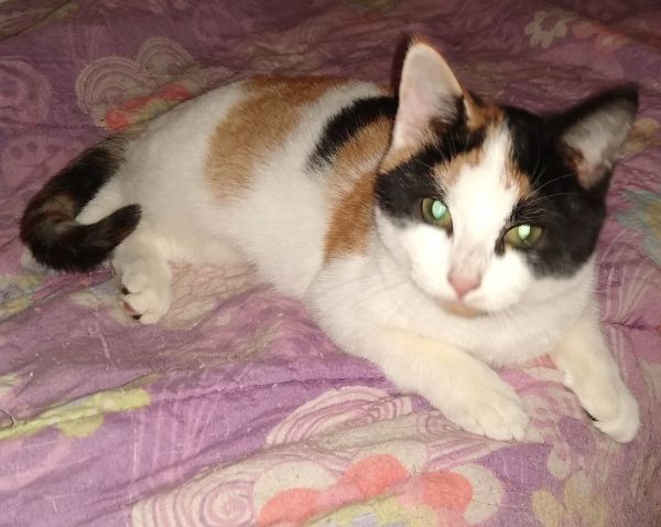 UPDATE** Patches has been adopted! - CNY Cat Coalition