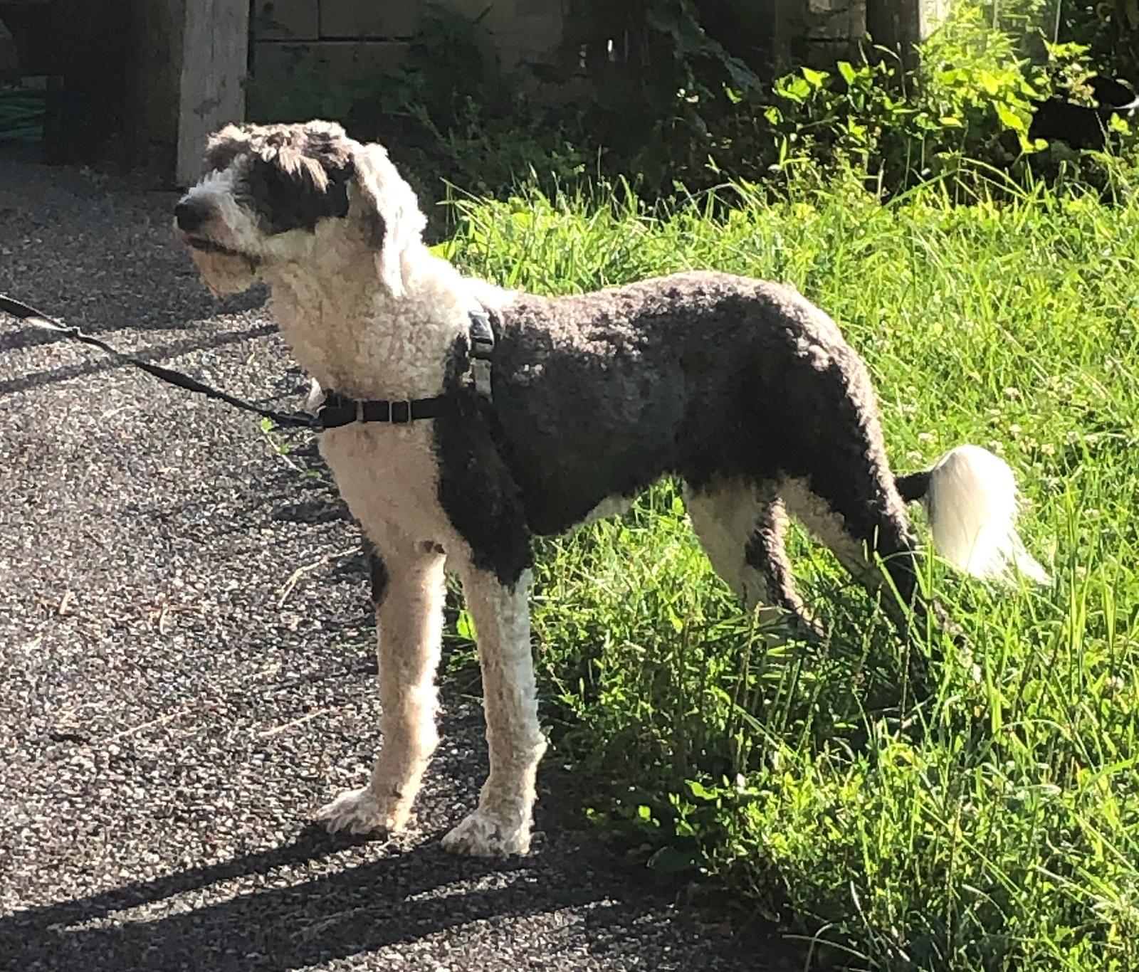 Old english hot sale sheepdog petfinder