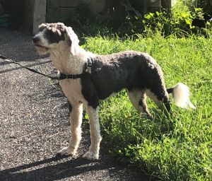 New england old hot sale english sheepdog rescue