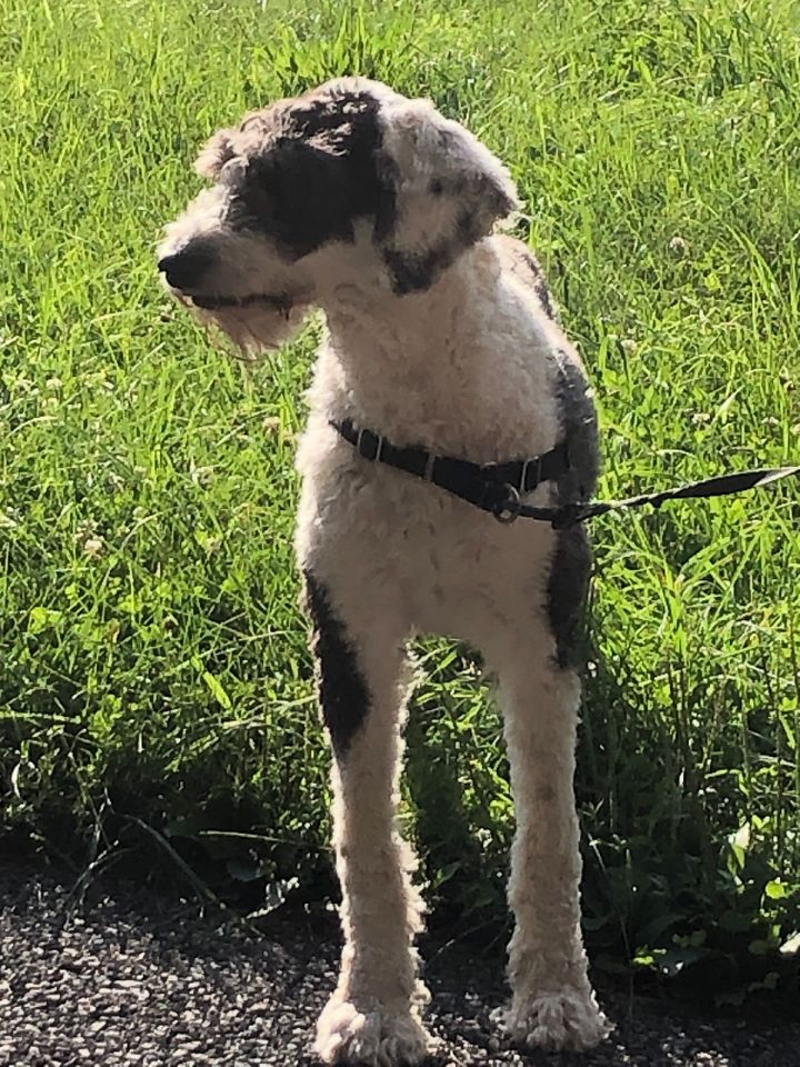 Sheepdog 2024 terrier mix