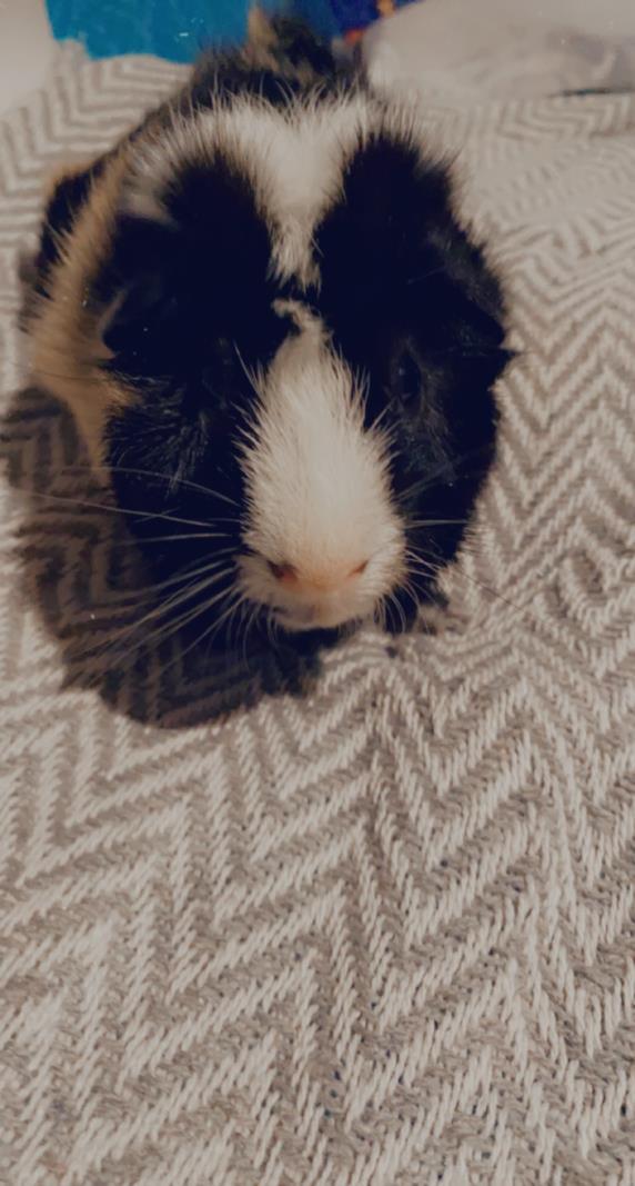 Gizmo the hot sale guinea pig