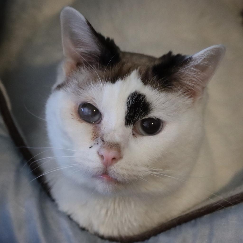 Media, an adoptable Domestic Short Hair in Tucson, AZ, 85711 | Photo Image 1