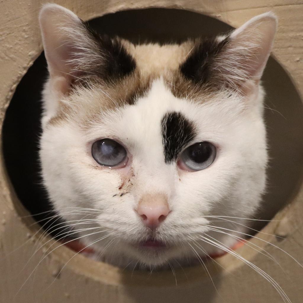 Media, an adoptable Domestic Short Hair in Tucson, AZ, 85711 | Photo Image 2