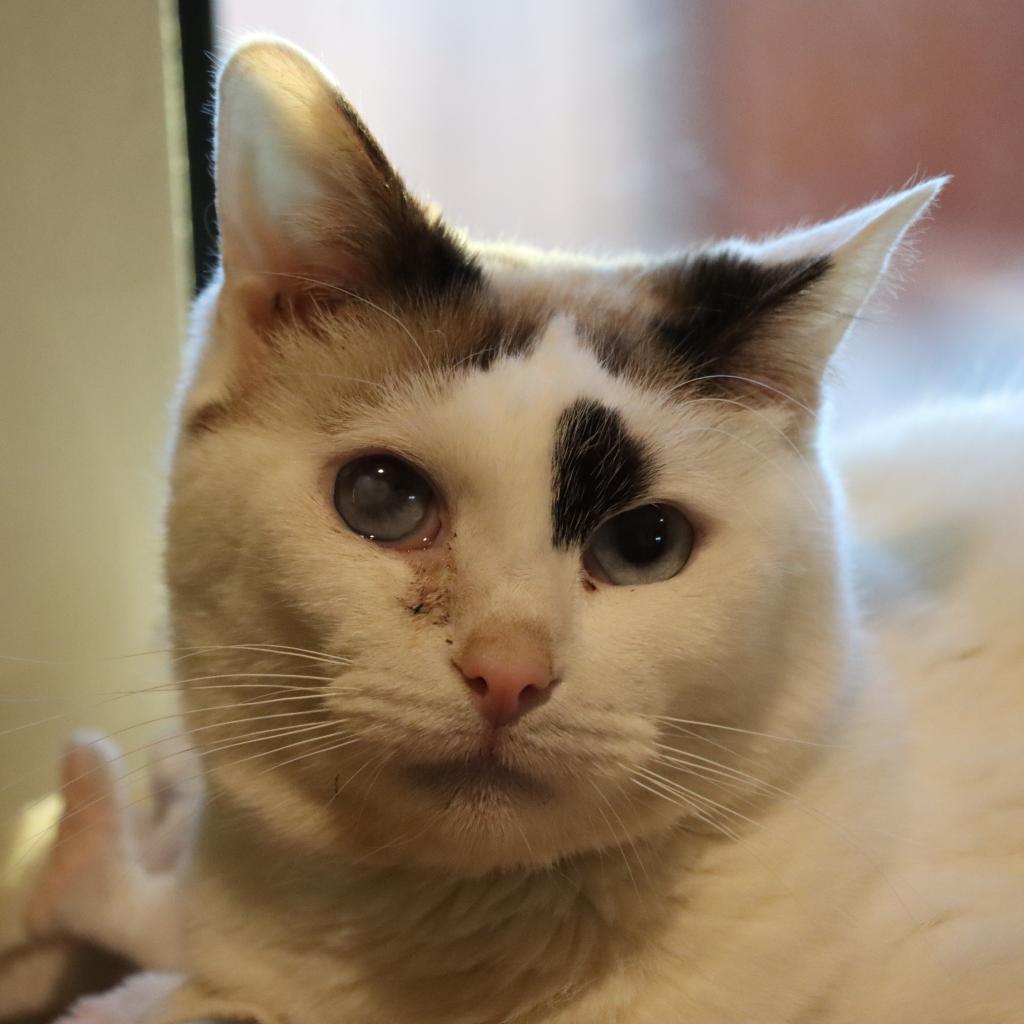 Media, an adoptable Domestic Short Hair in Tucson, AZ, 85711 | Photo Image 3