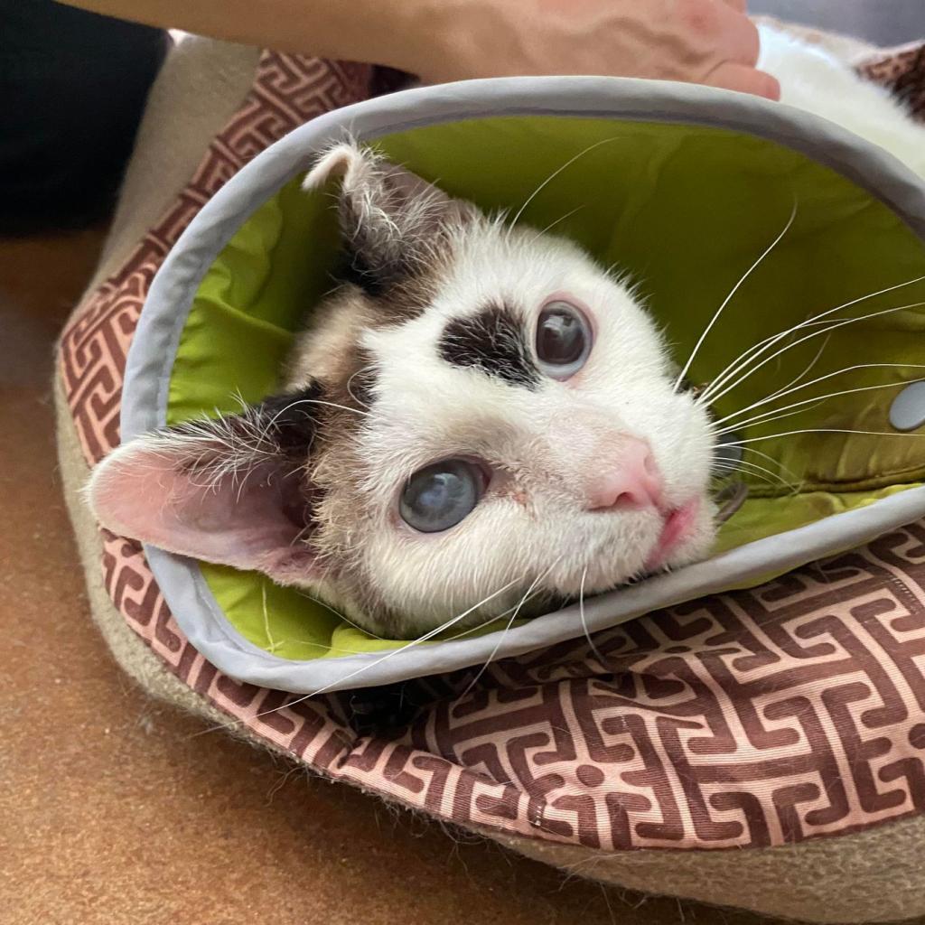 Media, an adoptable Domestic Short Hair in Tucson, AZ, 85711 | Photo Image 5