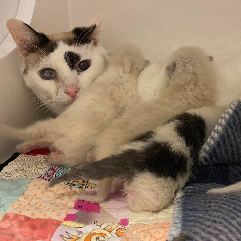Media, an adoptable Domestic Short Hair in Tucson, AZ, 85711 | Photo Image 6