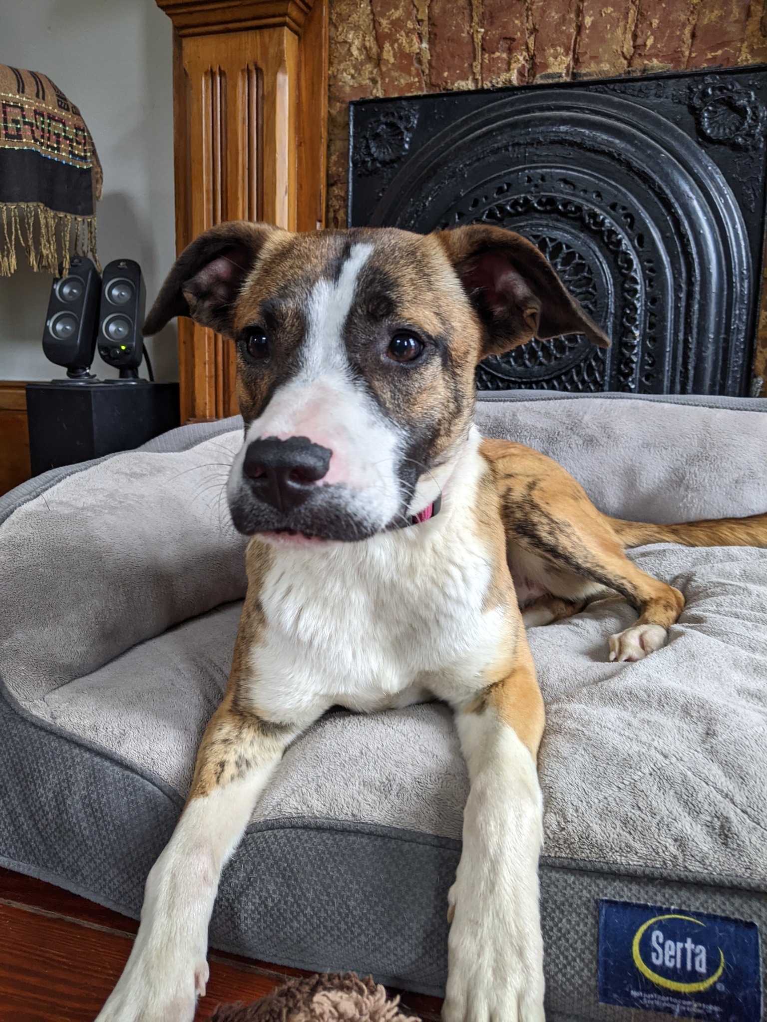 Boxer cross hot sale whippet