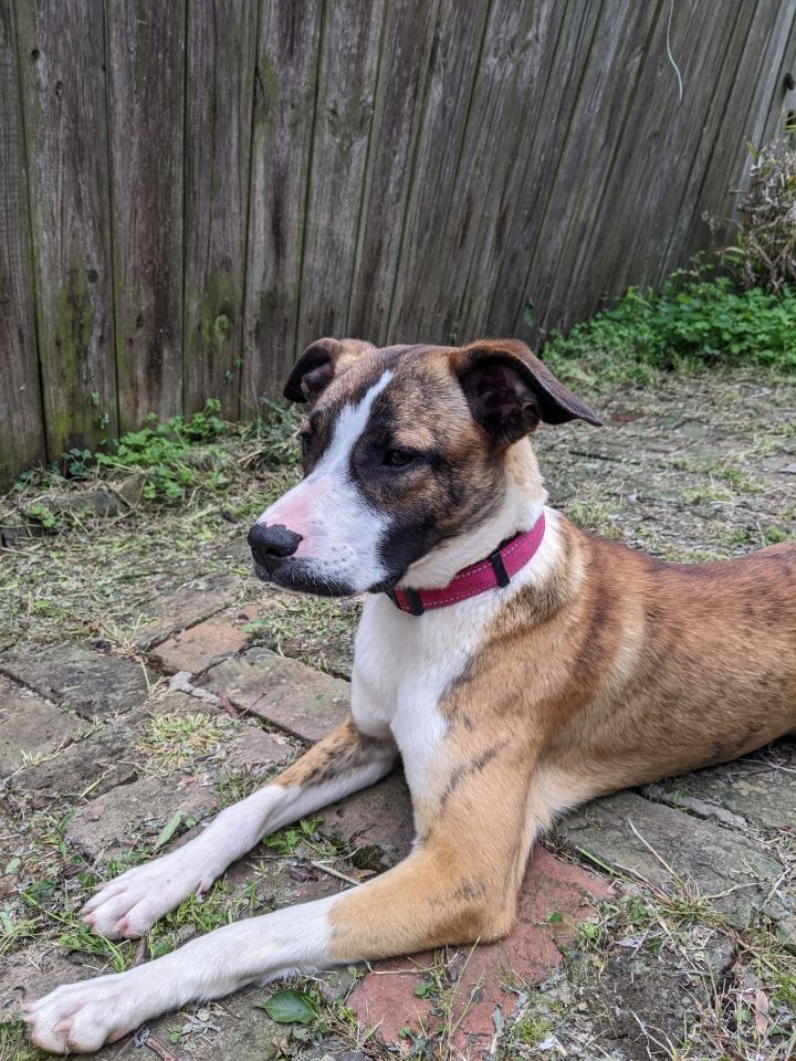 Whippet and 2024 boxer mix