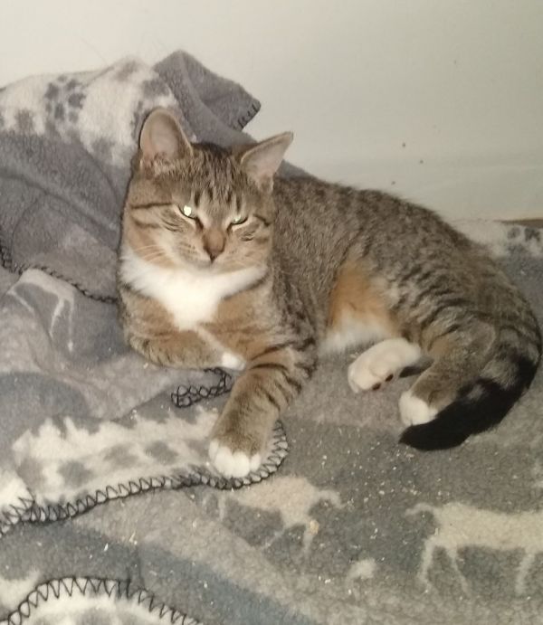 UPDATE** Patches has been adopted! - CNY Cat Coalition