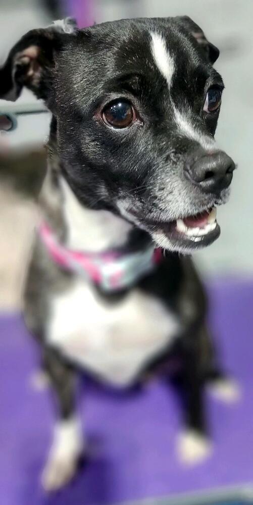 Pawla, an adoptable Boston Terrier in Herriman, UT, 84096 | Photo Image 3