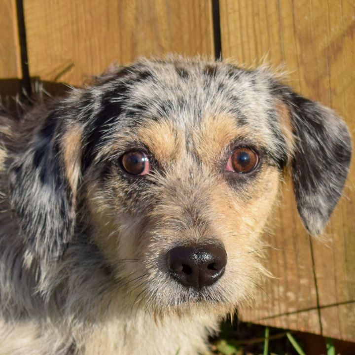 Wire haired 2025 australian shepherd