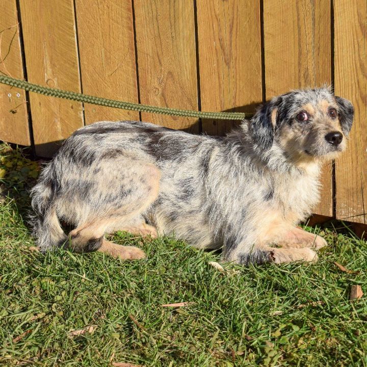 Wire haired 2025 australian shepherd