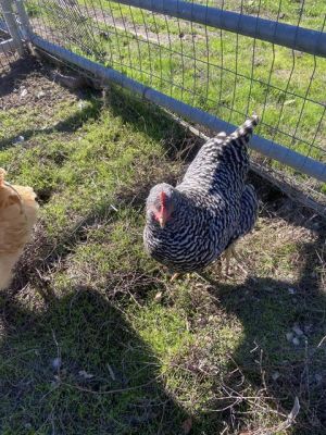 Chicken for adoption CARMINE a Chicken in Santa Cruz CA